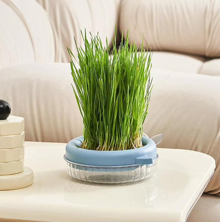 MACETERO HIERBA CULTIVO PARA GATO  CAJA