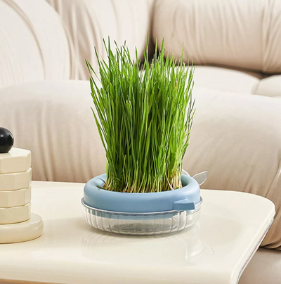 MACETERO HIERBA CULTIVO PARA GATO  CAJA