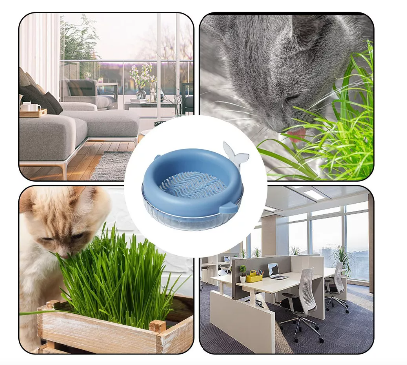 MACETERO HIERBA CULTIVO PARA GATO  CAJA